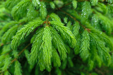 Lush green needles of a young spruce branch radiate outwards. Vibrant color highlighted by tiny water droplets glistening in soft light. Fresh growth embodies renewal of springtime in Austrian forest