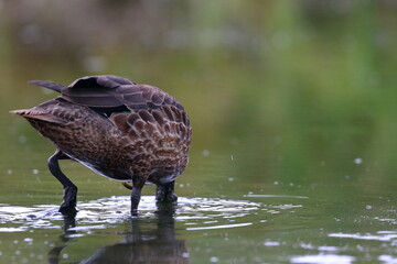 pacific duck