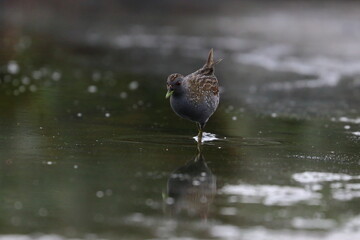 crake