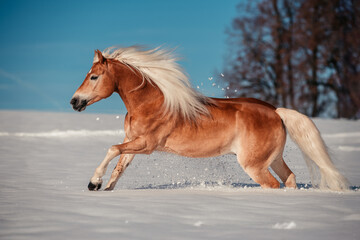Haflinger im Schnee