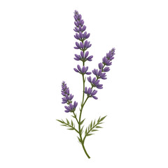 Obraz premium delicate lavender flowers with soft purple petals, botanical illustration perfect for aromatherapy designs, prints, wedding invitations, natural decor and herbal themes 