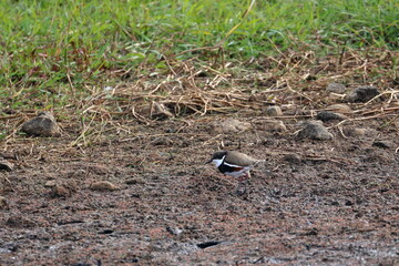 red-kneed dotterel