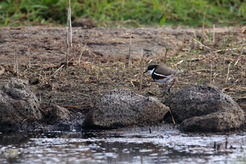 red-kneed dotterel