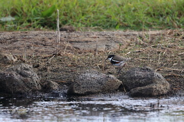 red-kneed dotterel