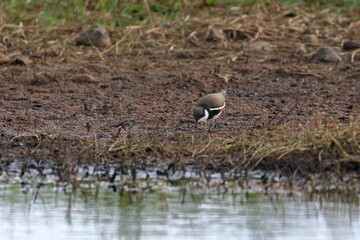 red-kneed dotterel