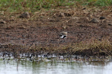 red-kneed dotterel