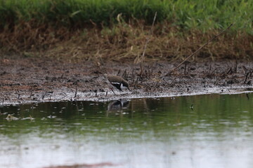 red kneed dotterel