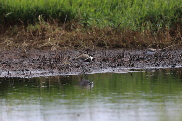 red kneed dotterel