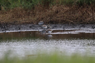 wader