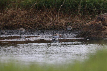 wader