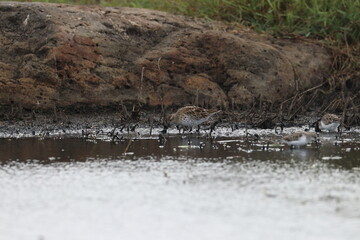 wader
