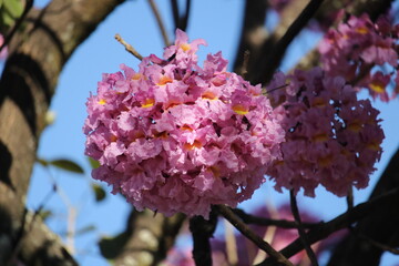 Handroanthus impetiginosus - ip&ecirc;-roxo
