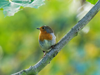 A Robin