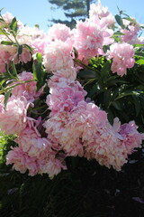 Spring Peonies In Full Bloom Pink Yellow White