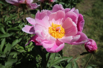Spring Peonies In Full Bloom Pink Yellow White
