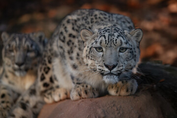 Close up of Snow leopard (Panthera uncia) rest on the stone. 