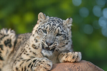 Close up of Snow leopard (Panthera uncia) rest on the stone. 