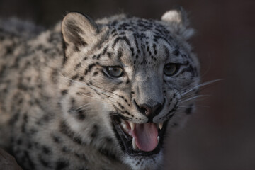 Close up of Snow leopard (Panthera uncia) rest on the stone. 