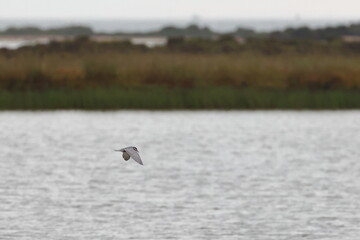 western treatment plant