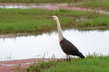 white necked heron