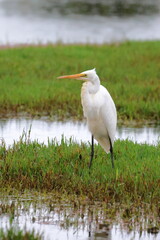 great egret