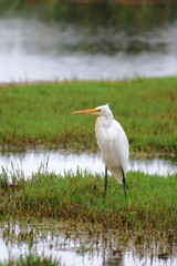 great egret