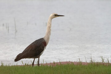 white necked heron