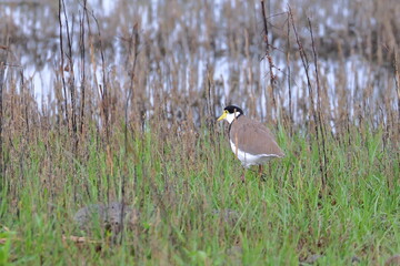 wetland