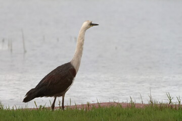 white necked heron