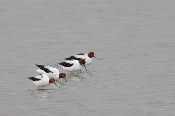 red necked avocet