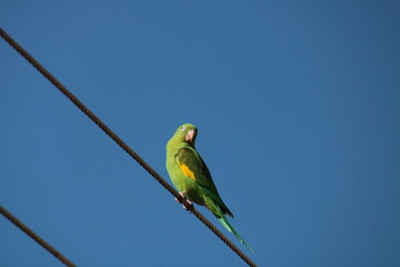 Brotogeris chiriri - Periquito-de-encontro-amarelo