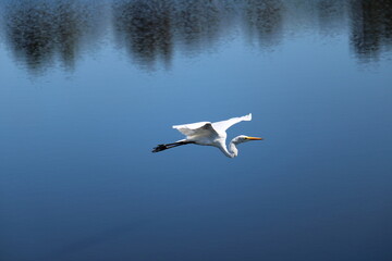 Ardea alba - great egret - garça-branca