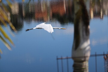 Ardea alba - great egret - garça-branca