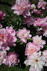 Spring Peonies In Full Bloom Pink Yellow White