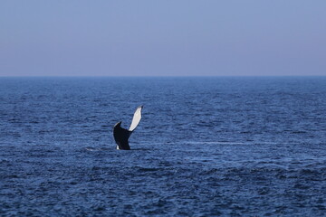 diving humpback whale