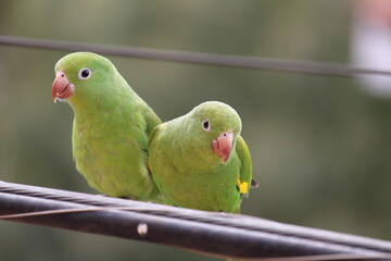 Brotogeris chiriri - Periquito-de-encontro-amarelo