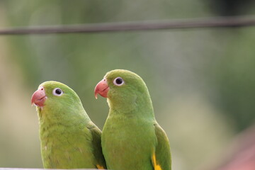 Brotogeris chiriri - Periquito-de-encontro-amarelo