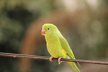 Brotogeris chiriri - Periquito-de-encontro-amarelo