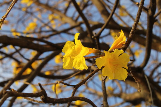 Handroanthus albus - ip&ecirc;-amarelo - golden trumpet tree