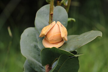 Annona coriacea - ata - araticum liso
