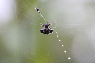 spider in the web