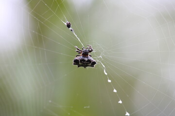 spider in the web