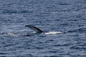 humpback whale