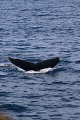 Fototapeta premium humpback whale