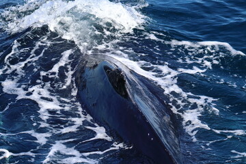 humpback whale