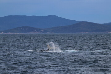 Fototapeta premium humpback whale
