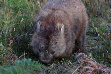 wombat