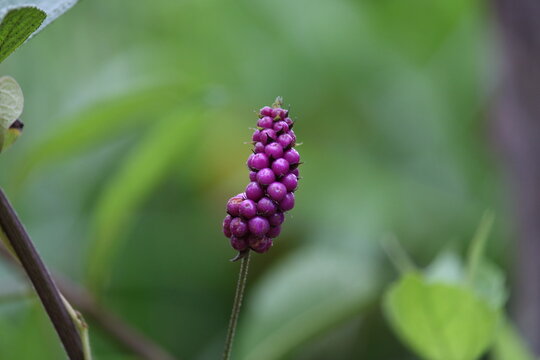 Lantana trifolia - milho de grilo
