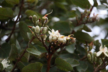 Hymenaea courbaril - jatobá