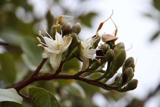 Hymenaea courbaril - jatob&aacute;